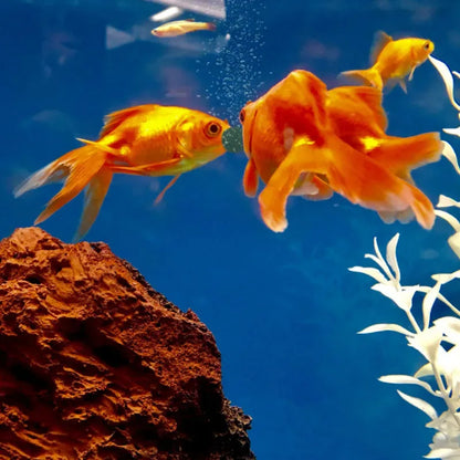 100-500Pcs High Purity Spirulina Tablets Spiral Seaweed Enrichment Favorite Pets Food Fish Crystal Red Shrimp Fish Food Aquarium