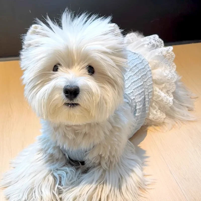 Suspenders Dress for Dogs Solid Lace Puppy Summer Clothes Chihuahua Bichon French Bulldog Girl Dog Dresses Pet Princess Skirt