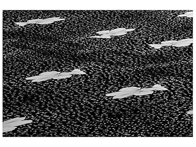 SMP Conjugated Couple Box Bed 46cm 138x188cm