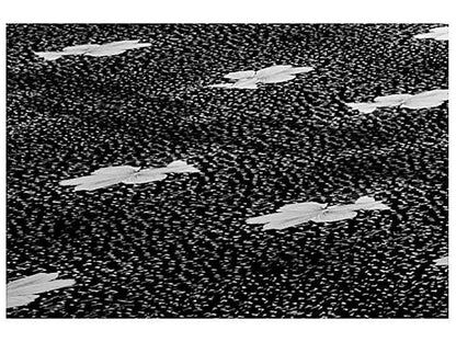 SMP Conjugated Couple Box Bed 46cm 138x188cm